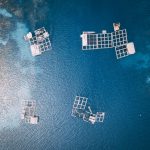 Innovative Tech is Musselling in on Aquaculture